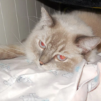 Nikon Ultra Rare Rotating Screen Digital Camera | TikTok Famous | Tested - Image 6