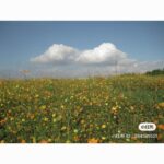 Used Blue Canon Ixus 95 IS Digital Camera - Rare Colour!! - Image 7